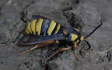 Hornet Moth copyright Andy Banthorpe